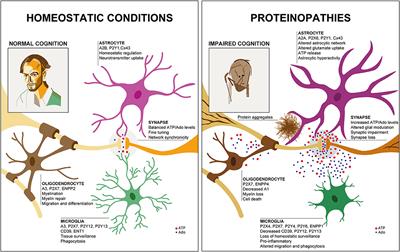 Glial Purinergic Signaling in Neurodegeneration